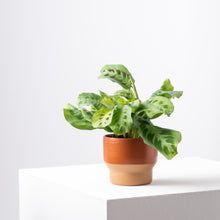 Charger l&#39;image dans la galerie, PETIT CACHE POT - MARRON