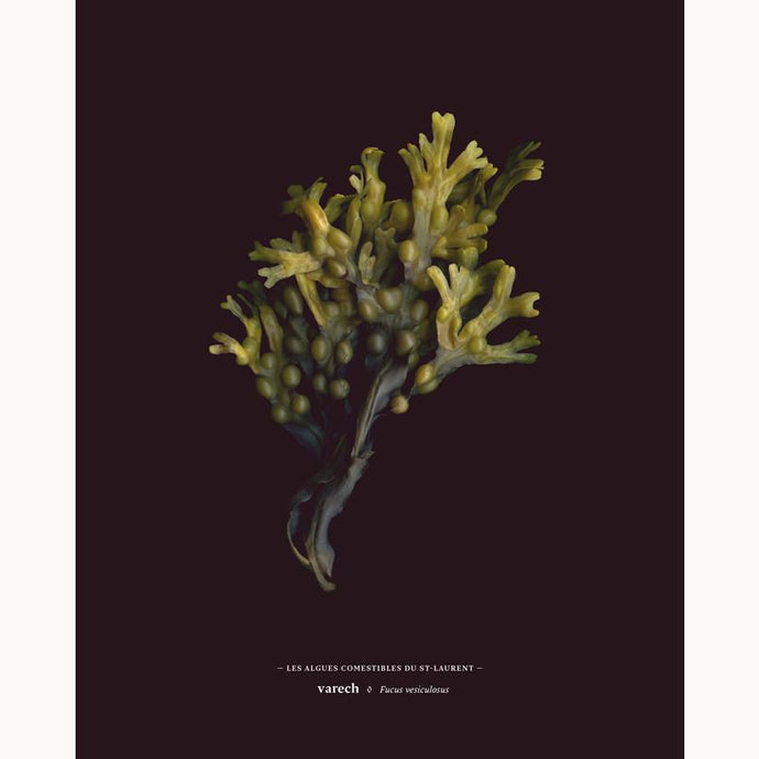 KELLAP - EDIBLE SEAWEED OF ST-LAWRENCE 