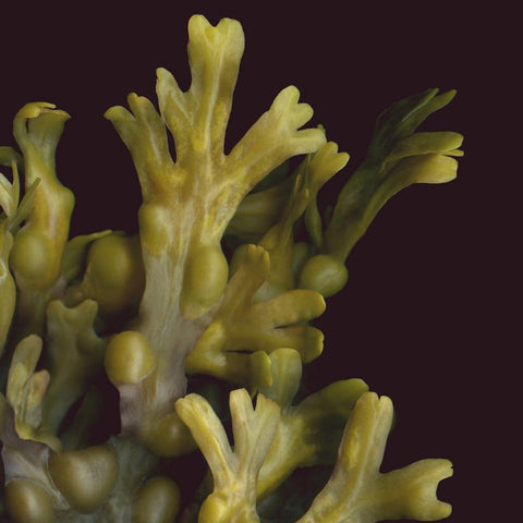 KELLAP - EDIBLE SEAWEED OF ST-LAWRENCE 