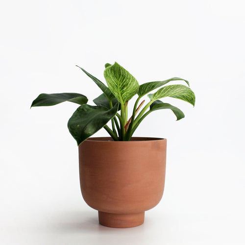 POT RUDY 4'' - TERRACOTTA - JOSIE DAISY