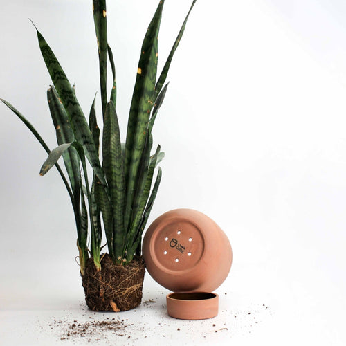 POT RUDY 4'' - TERRACOTTA - JOSIE DAISY