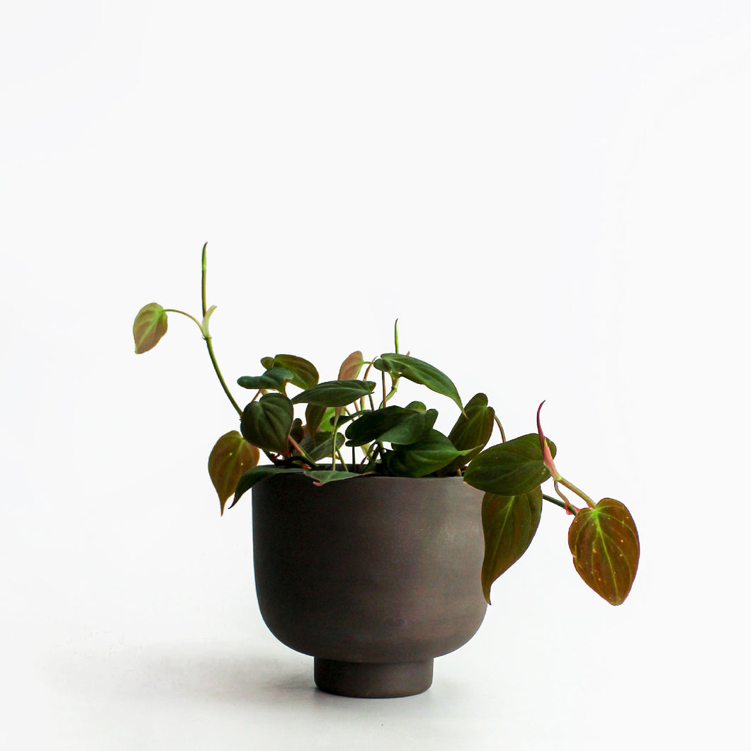 POT - RUDY 4