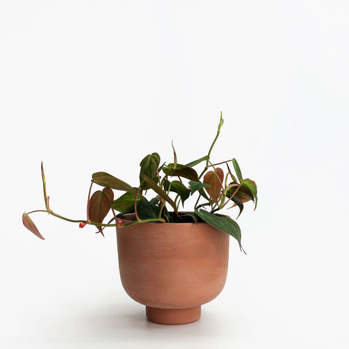 POT RUDY 4'' - TERRACOTTA - JOSIE DAISY